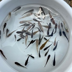 2セット交渉中
ミックスメダカ50匹以上 の画像