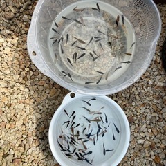 2セット交渉中
ミックスメダカ50匹以上 