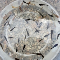 2セット交渉中
ミックスメダカ50匹以上 の画像