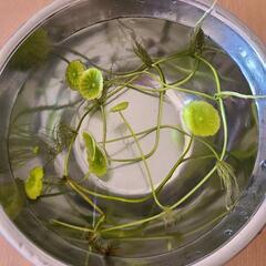 水草　ウォーターマッシュルーム