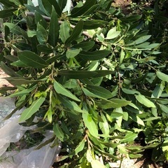 雨に濡れてしまったので終了　月桂樹の剪定枝の画像
