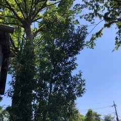 雨に濡れてしまったので終了　月桂樹の剪定枝の画像