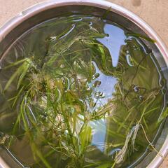 水草　スクリューバネスベリア