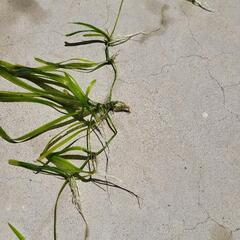 水草　スクリューバネスベリアの画像