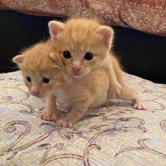 子猫ミルクボランティア募集！