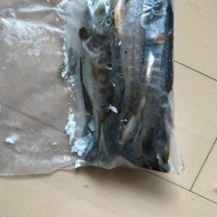 天然岩魚10匹