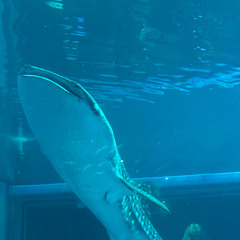 動物園、水族館など好きな方いませんか？