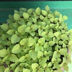 🌱大葉、青紫蘇の苗木🌱④
 