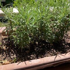マリーゴールド　合計４本。marigold smells good  