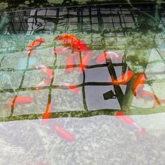 らんちゅう 宇野系の画像