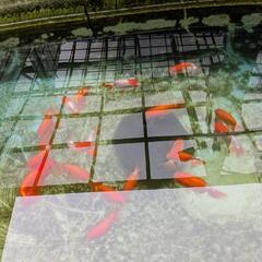 らんちゅう 宇野系の画像