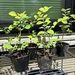 【開花株有り】 　山野草　ウグイスカグラ（鶯神楽）　苗木