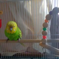 セキセイインコ　女の子　里親さん募集