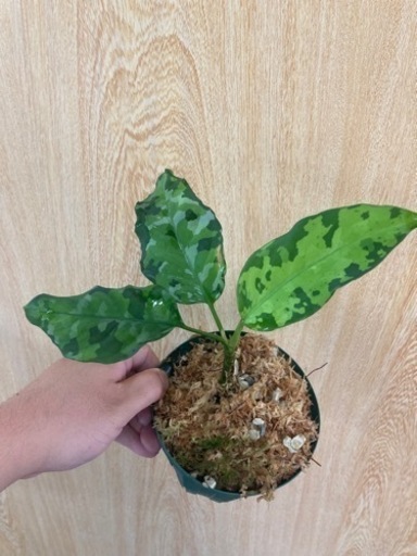 アンダマン　子株