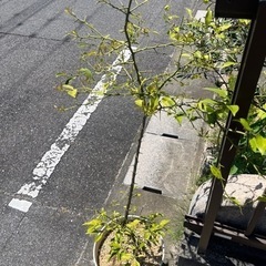 柑橘系の庭木　鉢ごとすべて　高さ80cmぐらい