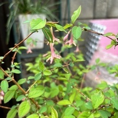 【開花株有り】 　山野草　ウグイスカグラ（鶯神楽）　苗木の画像