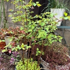 【開花株有り】 　山野草　ウグイスカグラ（鶯神楽）　苗木の画像