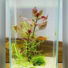 水草の寄せ植え（６種）＋生体