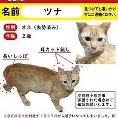 茶トラの迷い猫を探してます！