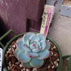 植物友達募集します