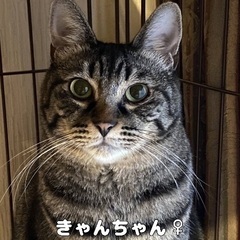 お返事する猫　きゃんちゃん♀