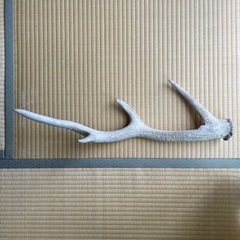 蝦夷鹿 その他の中古が安い!激安で譲ります・無料であげます 蝦夷鹿 その他の中古が安い!激安で譲ります・無料であげます