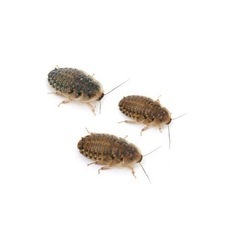 デュビア 1~1.5サイズ