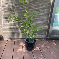 レモンの苗木？　大