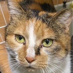 能登半島地震で保護した三毛猫ちゃん