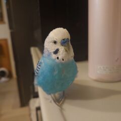 白✕青のセキセイインコを探しています