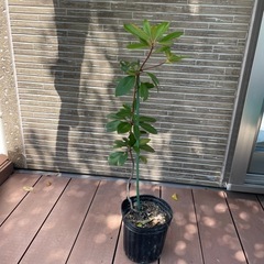 お取引き中⭐︎名前不明