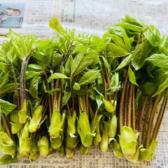 こしあぶら　山菜の画像