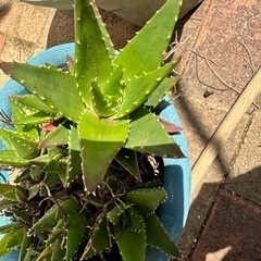 不夜城　アロエ
