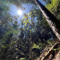 こしあぶら　山菜の画像