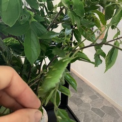 昆虫ギャラリー開けてます！