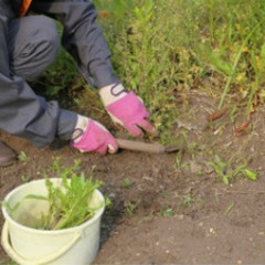 【30分／1袋1200円！】草むしり（45Lのゴミ袋使用）@伊那...