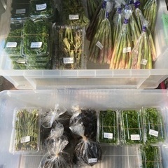 海藻、山菜販売してます