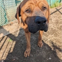 土佐犬の男の子　野田太郎くん　新しいお家を探しています
