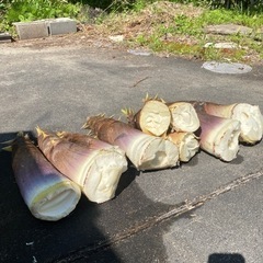 随時更新！【愛知県豊田市産】たけのこ　タケノコ　筍の画像