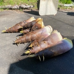 随時更新！【愛知県豊田市産】たけのこ　タケノコ　筍の画像