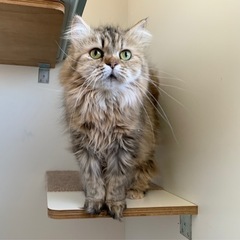 穏やかふわふわシスターズ🐱