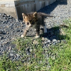 キジトラ　子猫　生後1か月くらい