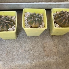 棘無短毛丸　Echinopsis   エキノプシス　サボテン