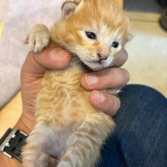 子猫3匹の里親様募集です