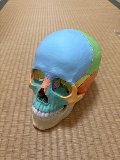 ERLER ZIMMER (ドイツ エルラージマー社) 頭蓋骨　２２分割 マグネット式