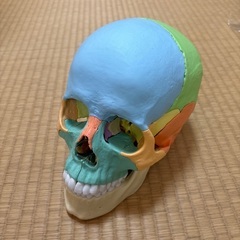 ERLER ZIMMER (ドイツ エルラージマー社) 頭蓋骨　...
