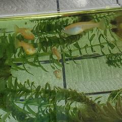 めだか　稚魚　1匹20円～