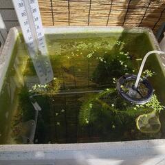 ミナミヌマエビ　1匹20円～　熱帯魚の混泳に