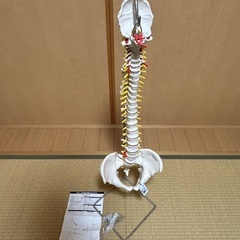 人体模型の中古が安い！激安で譲ります・無料であげます(3ページ