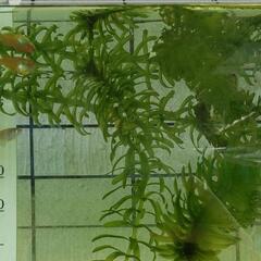 めだか　稚魚　1匹20円～の画像